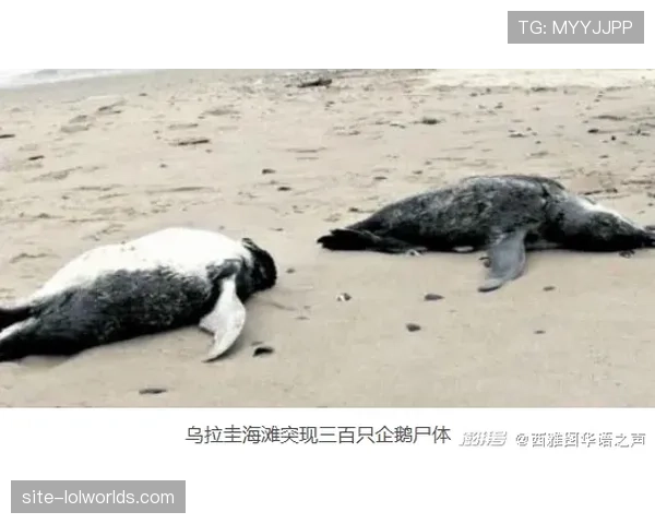 金莺以五年1.55亿美元签下强打一垒手皮特·阿隆索,北极熊迎来领袖首秀 金莺以五年1.55亿美元签下强打一垒手皮特·阿隆索,北极熊迎来领袖首秀